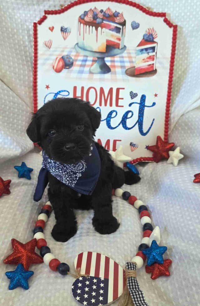 Miniature Schnauzer Black Males Puppies media 6