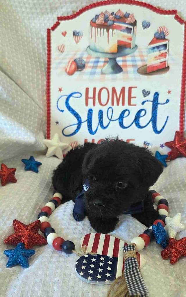 Miniature Schnauzer Black Males Puppies media 5