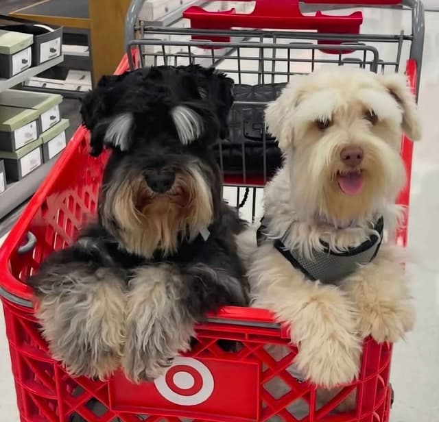 Miniature Schnauzer Black Males Puppies media 7