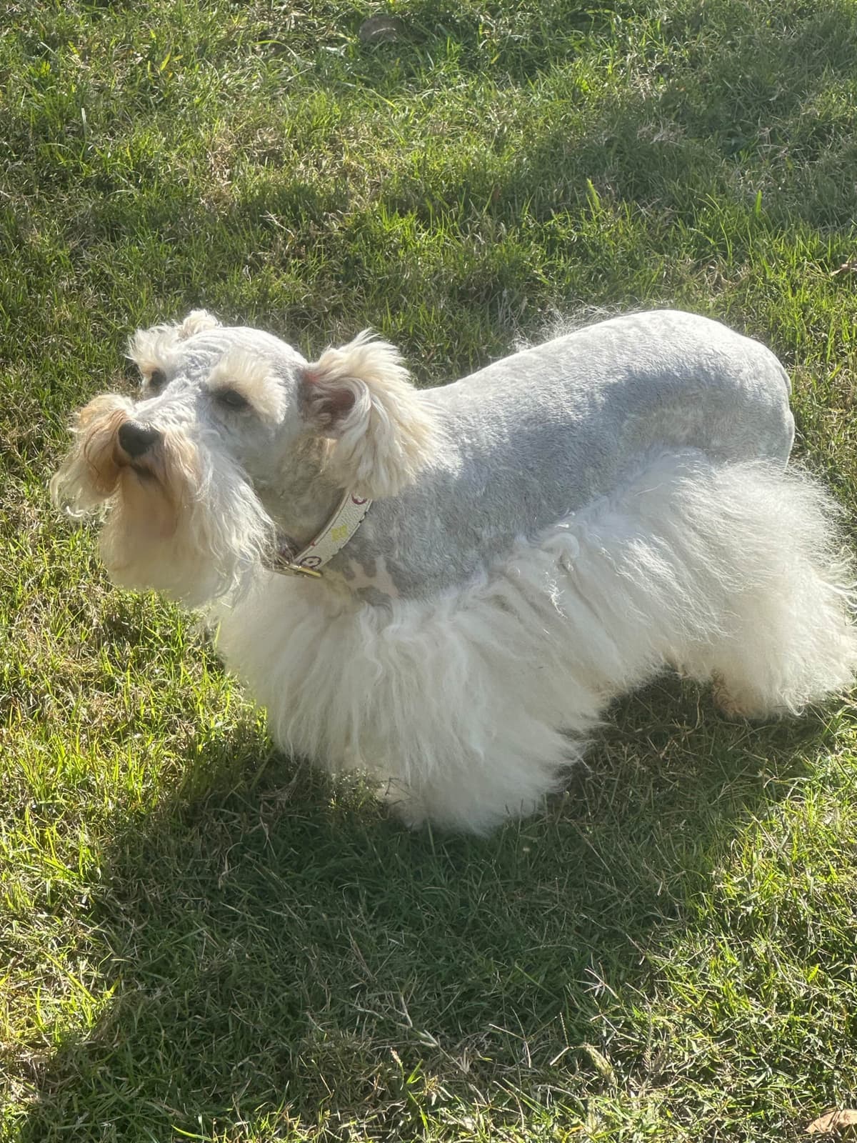 Miniature Schnauzer Puppies breeder image 3