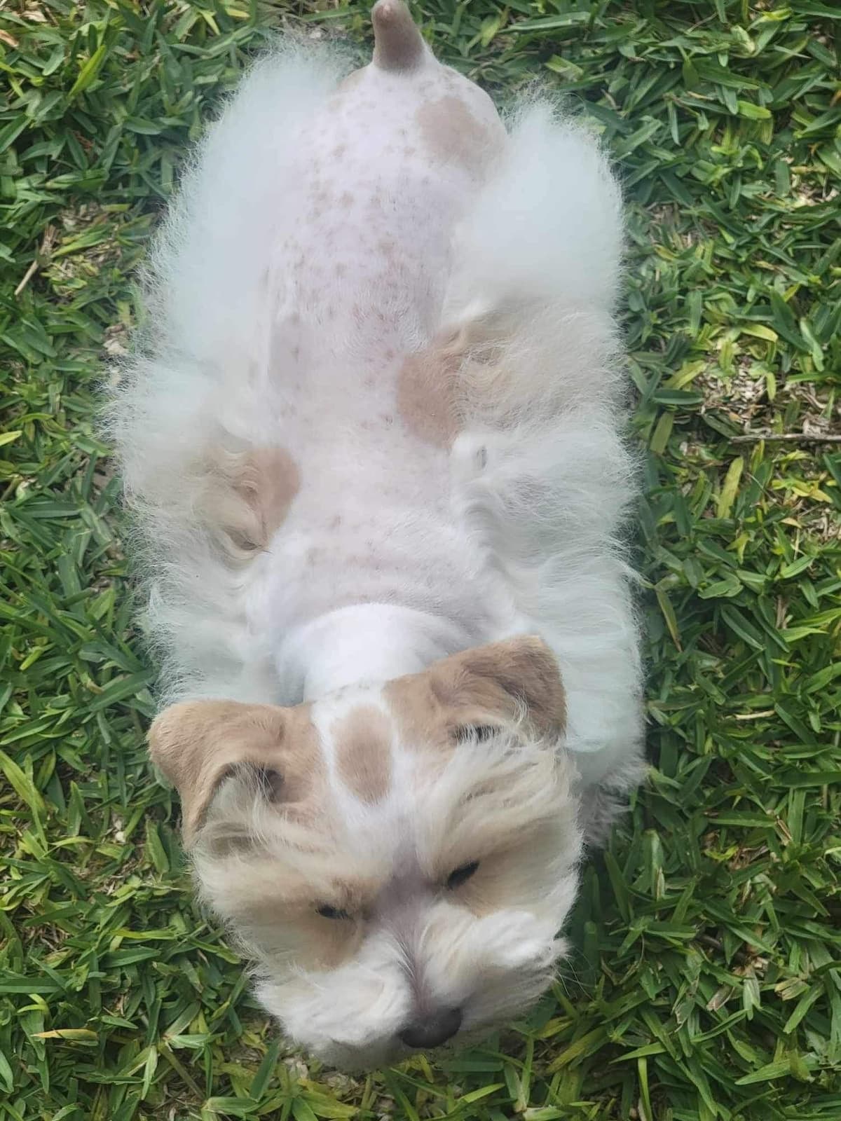 Miniature Schnauzer Puppies breeder image 4