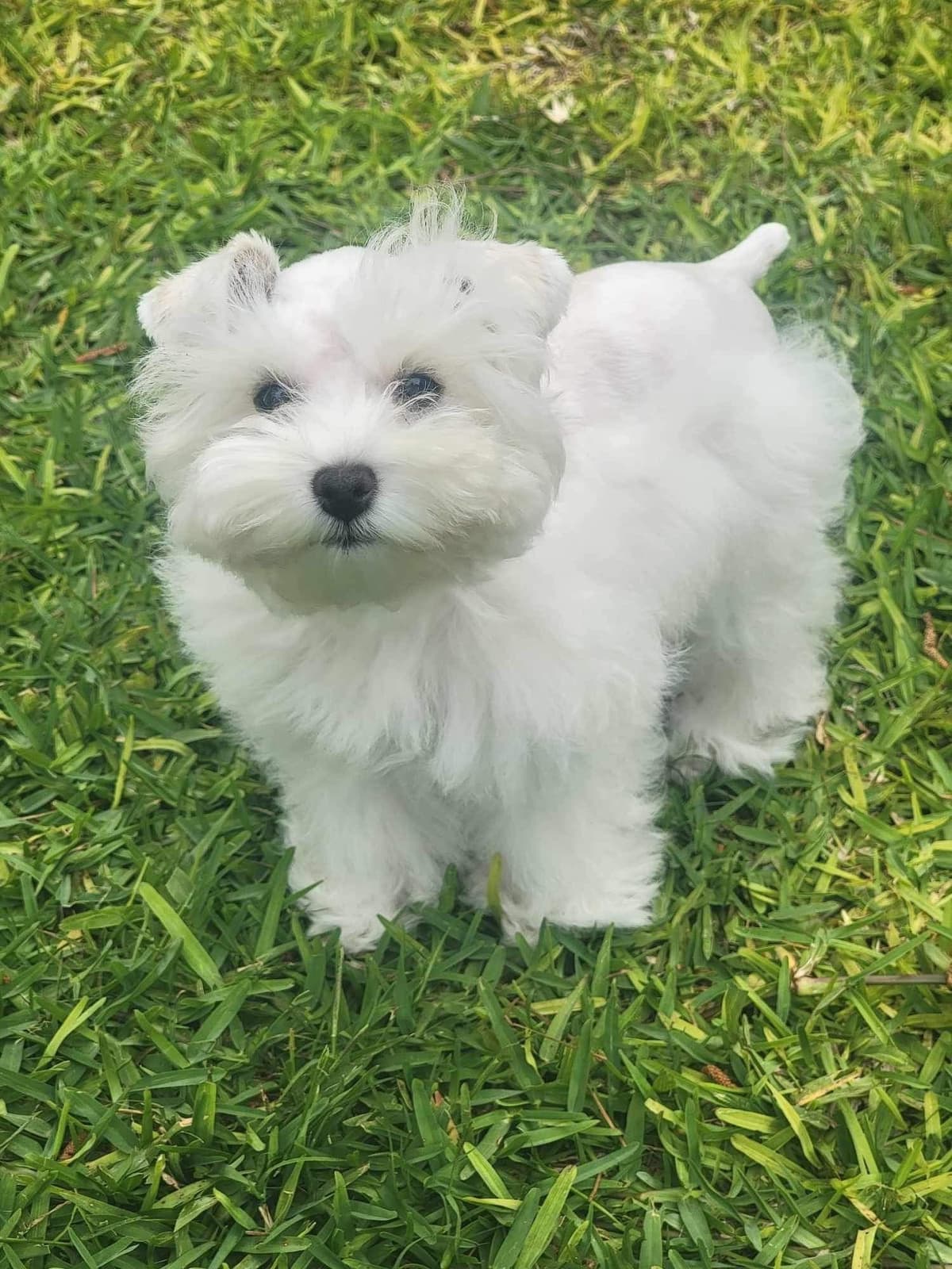 Miniature Schnauzer Puppies breeder image 5
