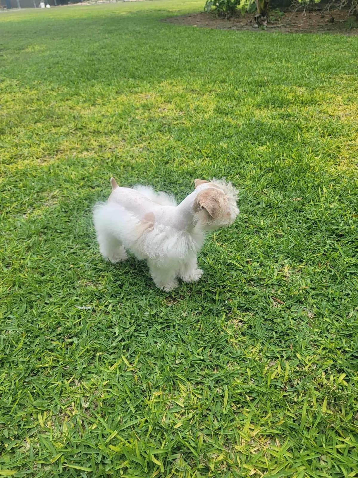 Miniature Schnauzer Puppies breeder image 6