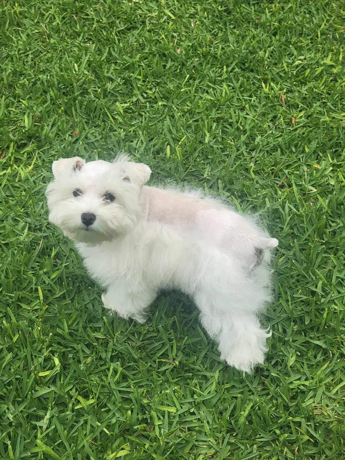 Miniature Schnauzer Puppies breeder image 7