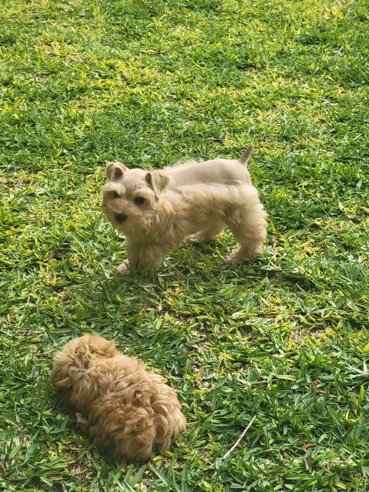 Miniature Schnauzer Puppies breeder image 8