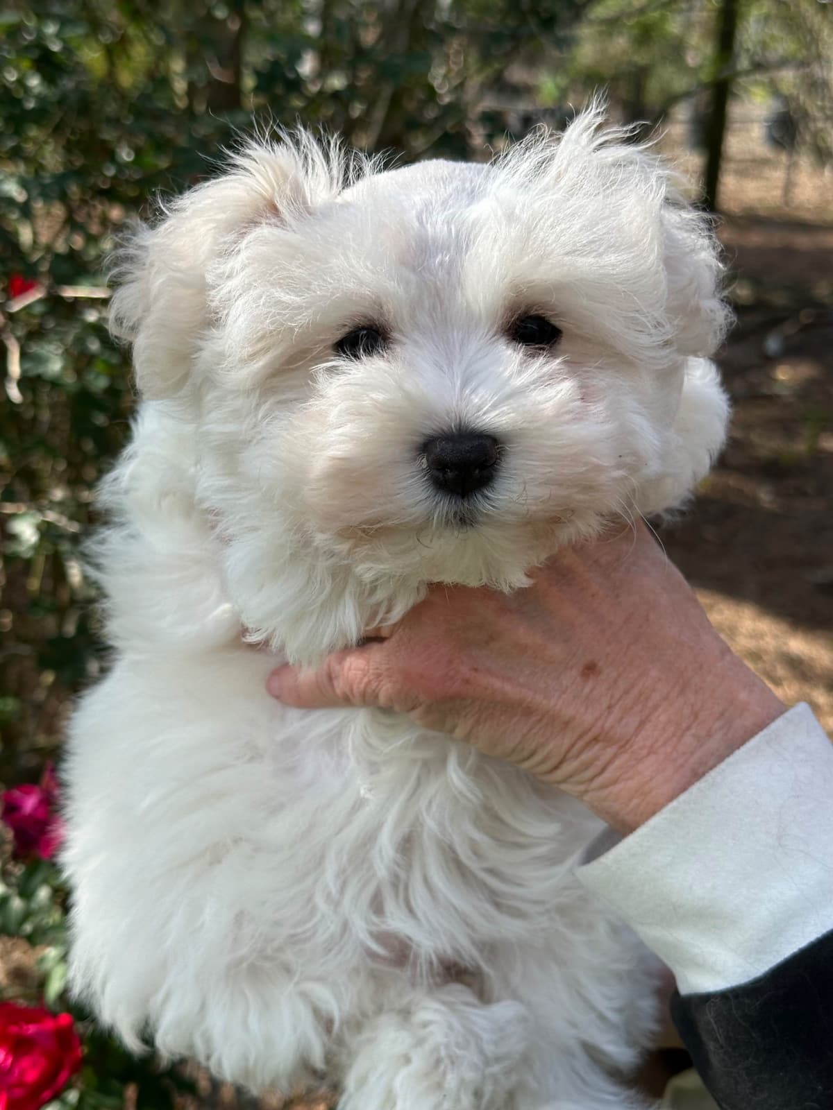Miniature Schnauzer Puppies breeder image 12