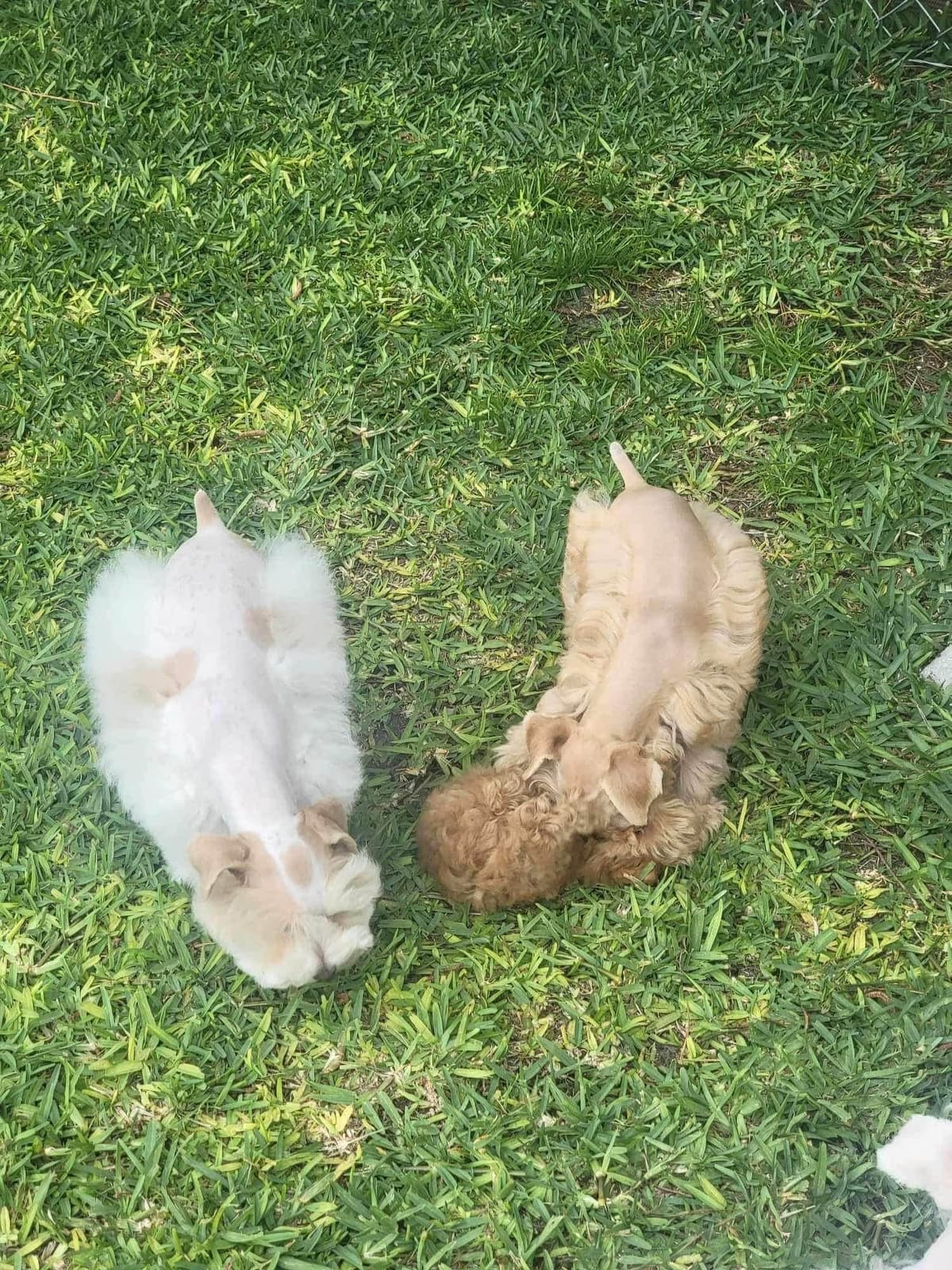 Miniature Schnauzer Puppies breeder image 9