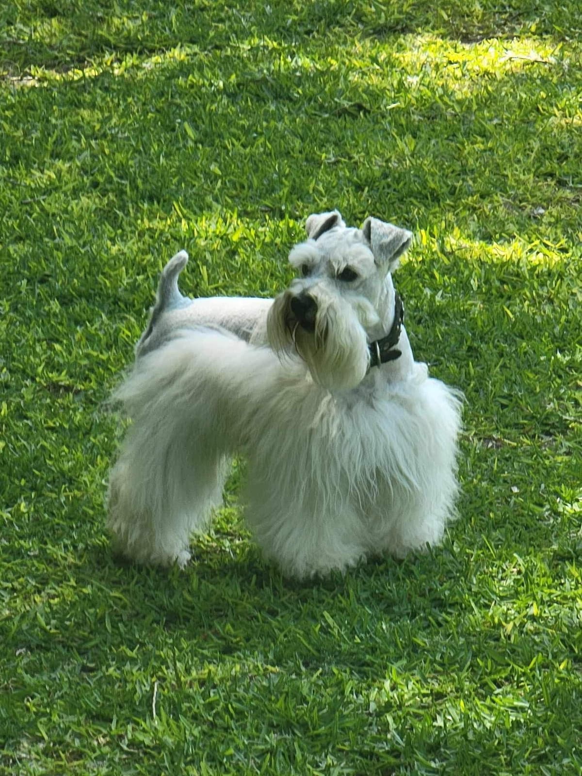 Miniature Schnauzer Puppies breeder image 10