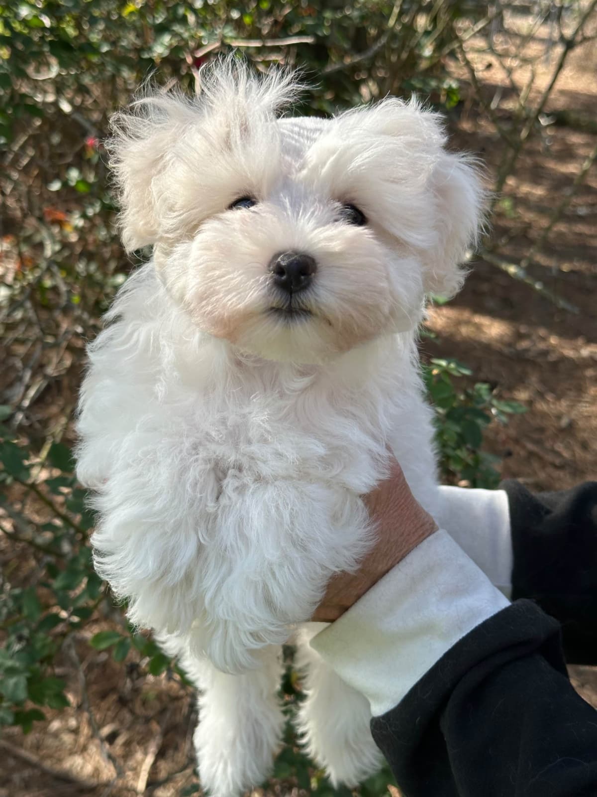 Miniature Schnauzer Puppies breeder image 13