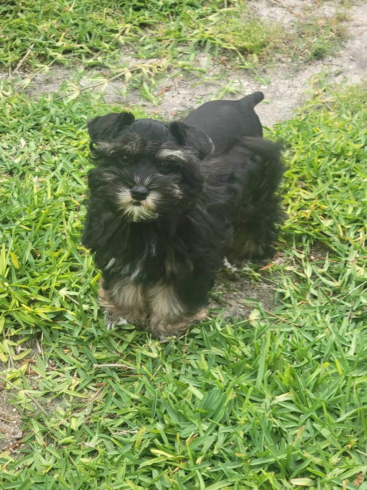 Miniature Schnauzer Puppies breeder image 11