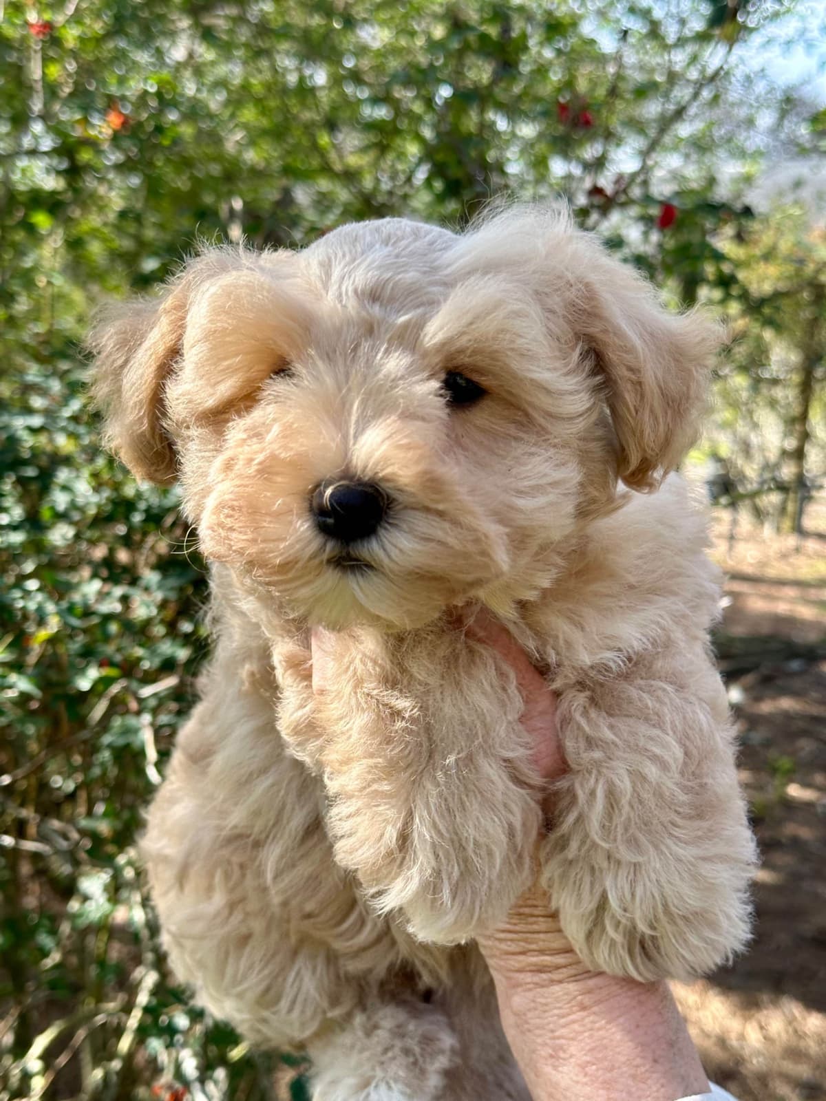 Miniature Schnauzer Puppies breeder image 16