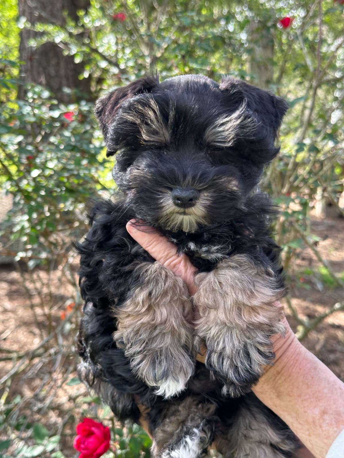 Miniature Schnauzer Puppies breeder image 17