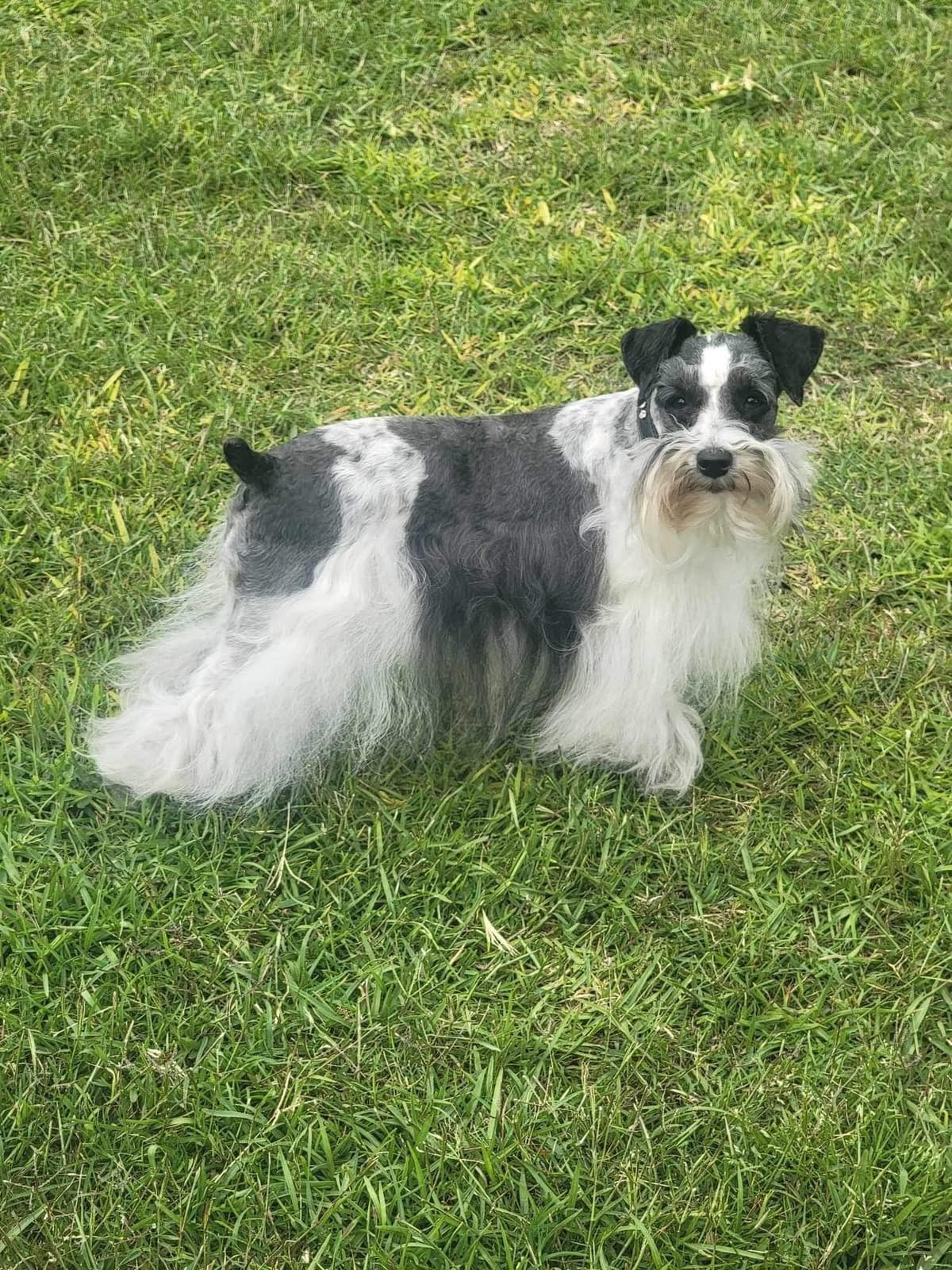 Miniature Schnauzer Puppies breeder image 14