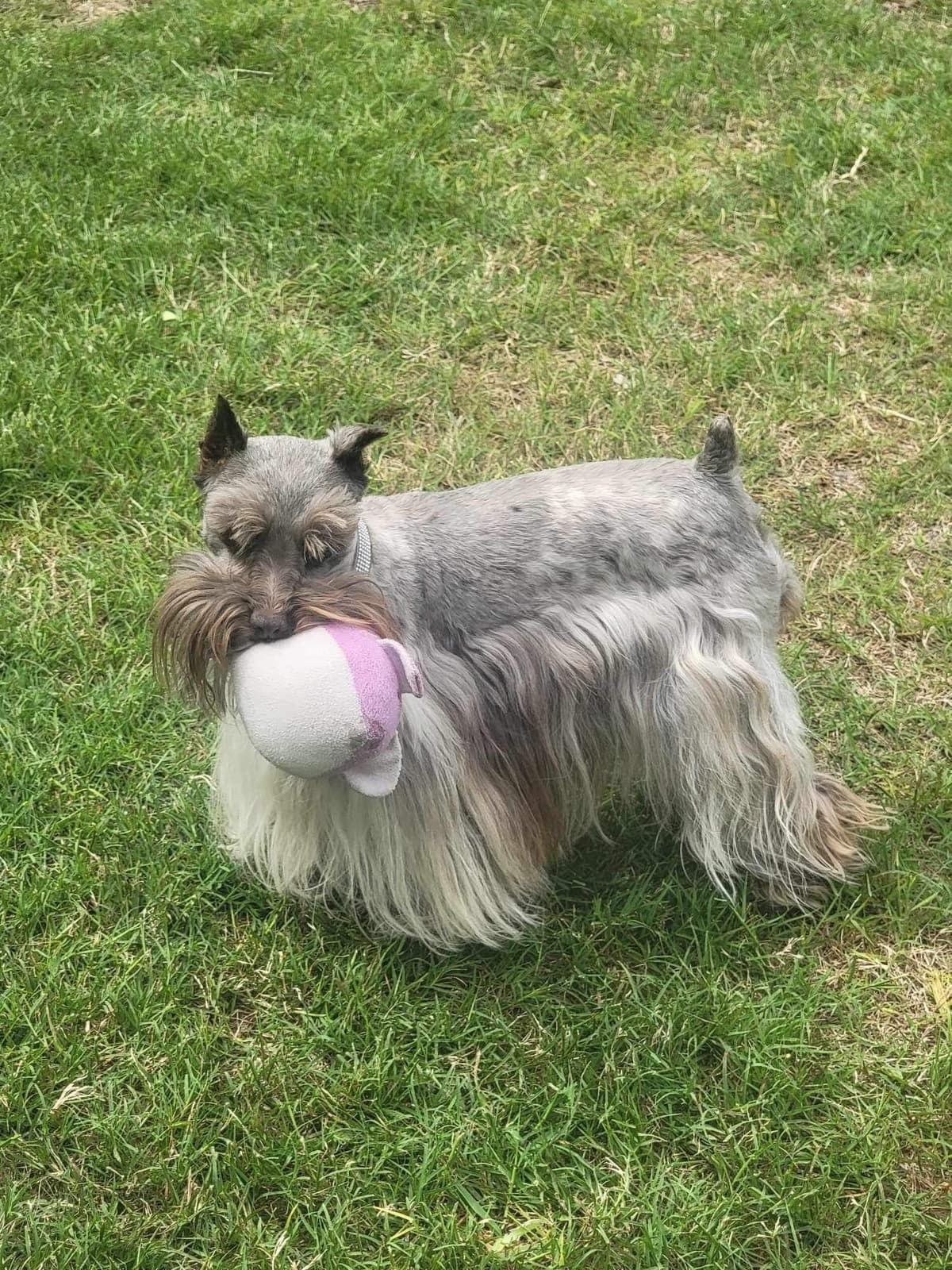 Miniature Schnauzer Puppies breeder image 15