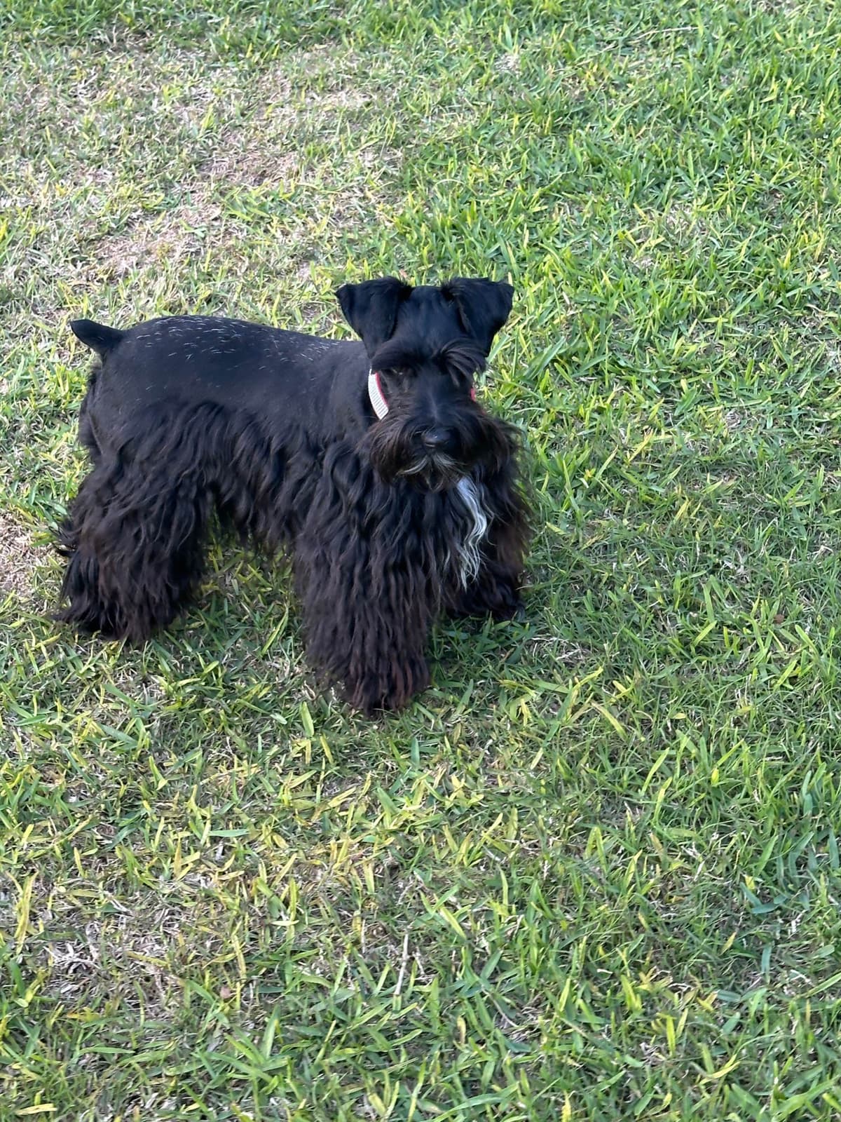 Miniature Schnauzer Puppies breeder image 19