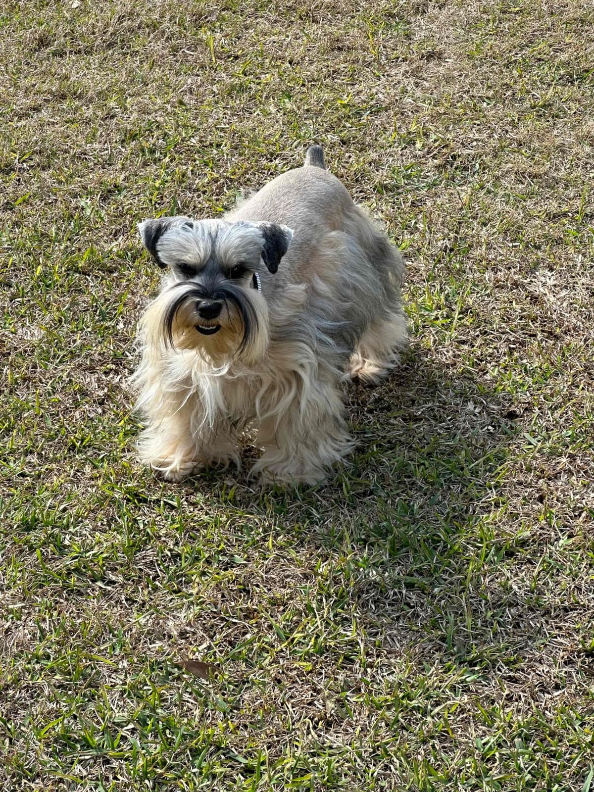 Miniature Schnauzer Puppies breeder image 18