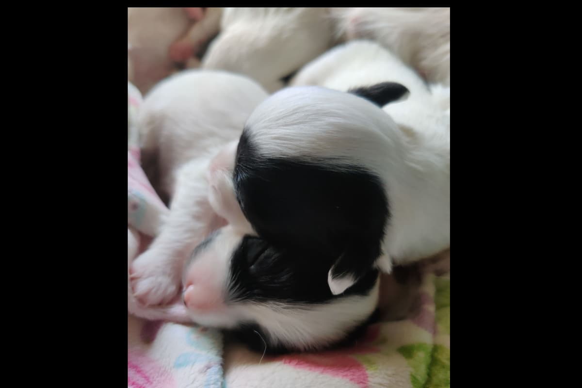 Papillon Puppies breeder image 3