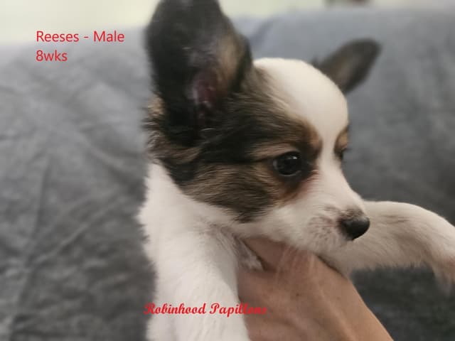 Papillon Puppies media 3