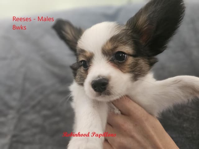 Papillon Puppies media 4