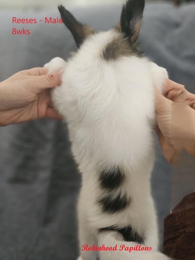 Papillon Puppies media 5
