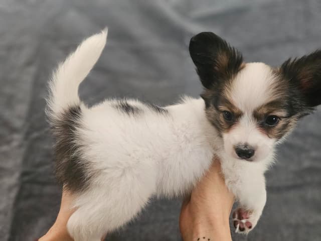 Papillon Puppies media 6