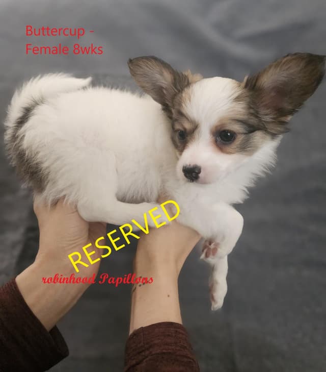 Papillon Puppies media 7