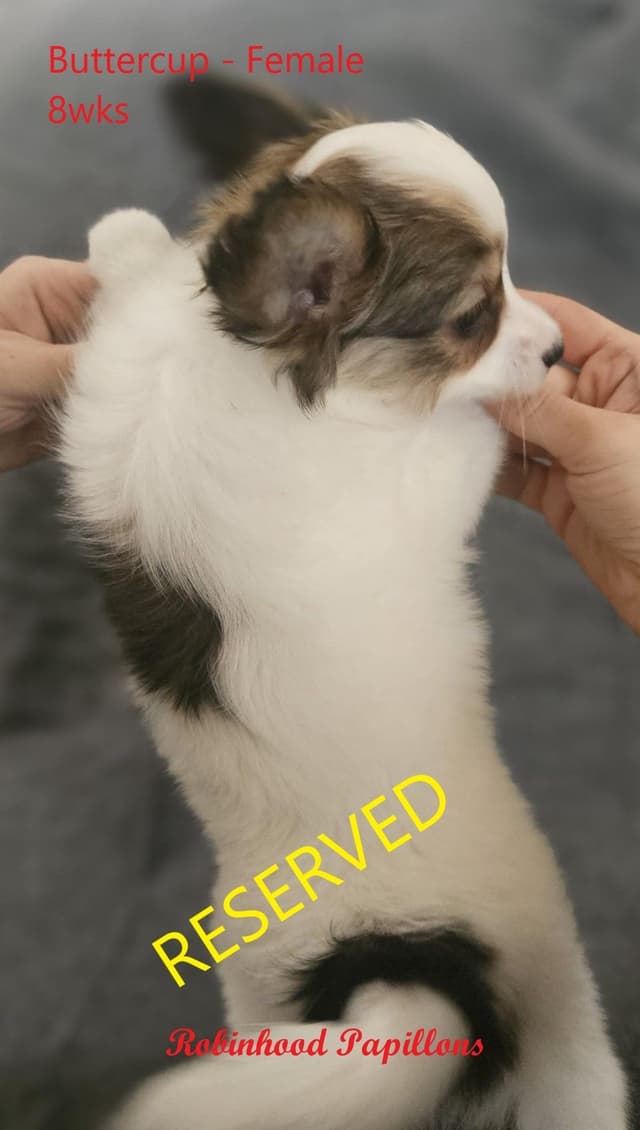 Papillon Puppies media 8