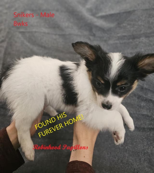Papillon Puppies media 9