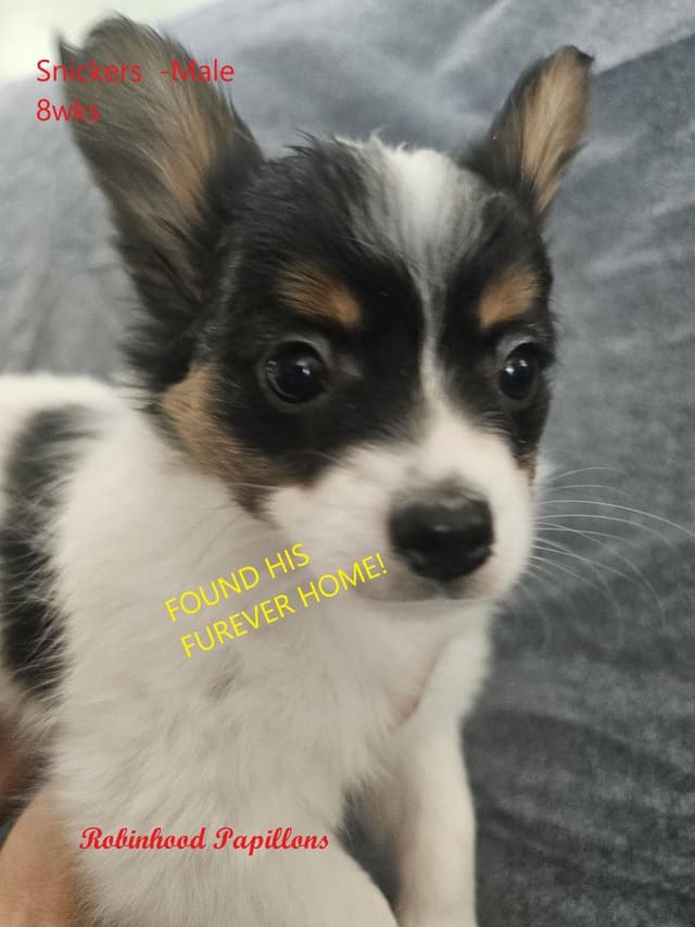 Papillon Puppies media 10