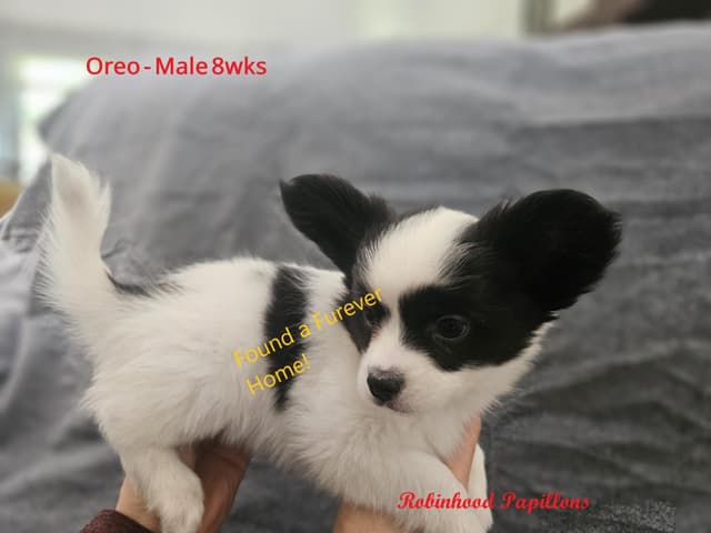 Papillon Puppies media 11