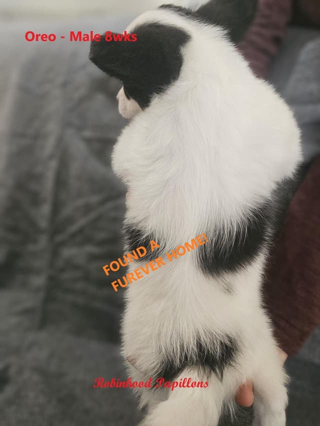 Papillon Puppies media 12