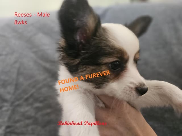 Papillon Puppies media 13