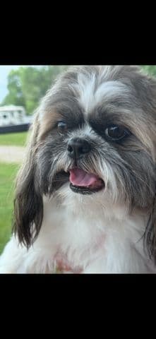 Shih Tzu Puppies breeder image 4