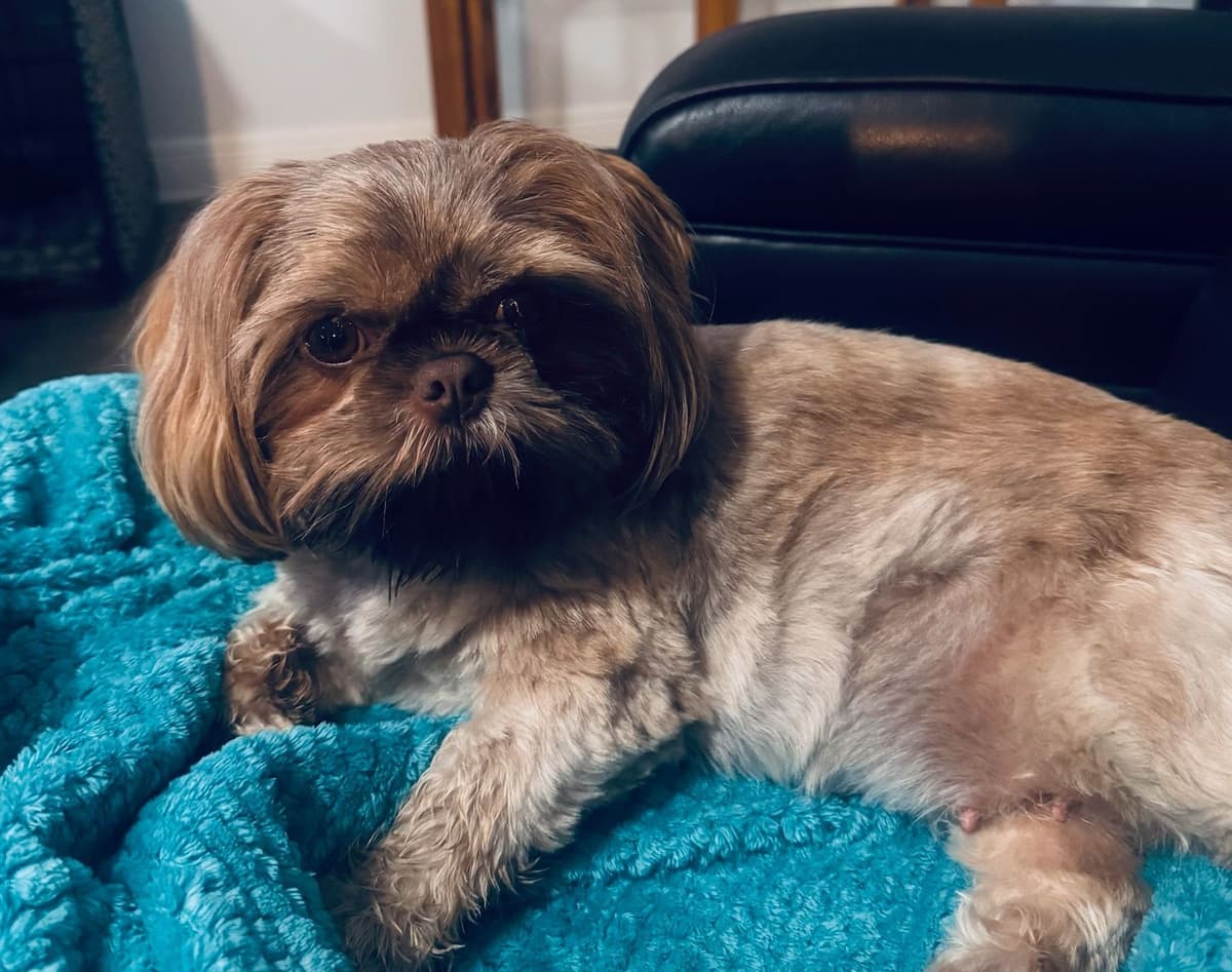 Shih Tzu Puppies breeder image 1