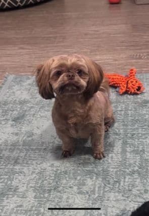 Shih Tzu Puppies breeder image 2