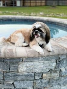 Shih Tzu Puppies breeder image 3