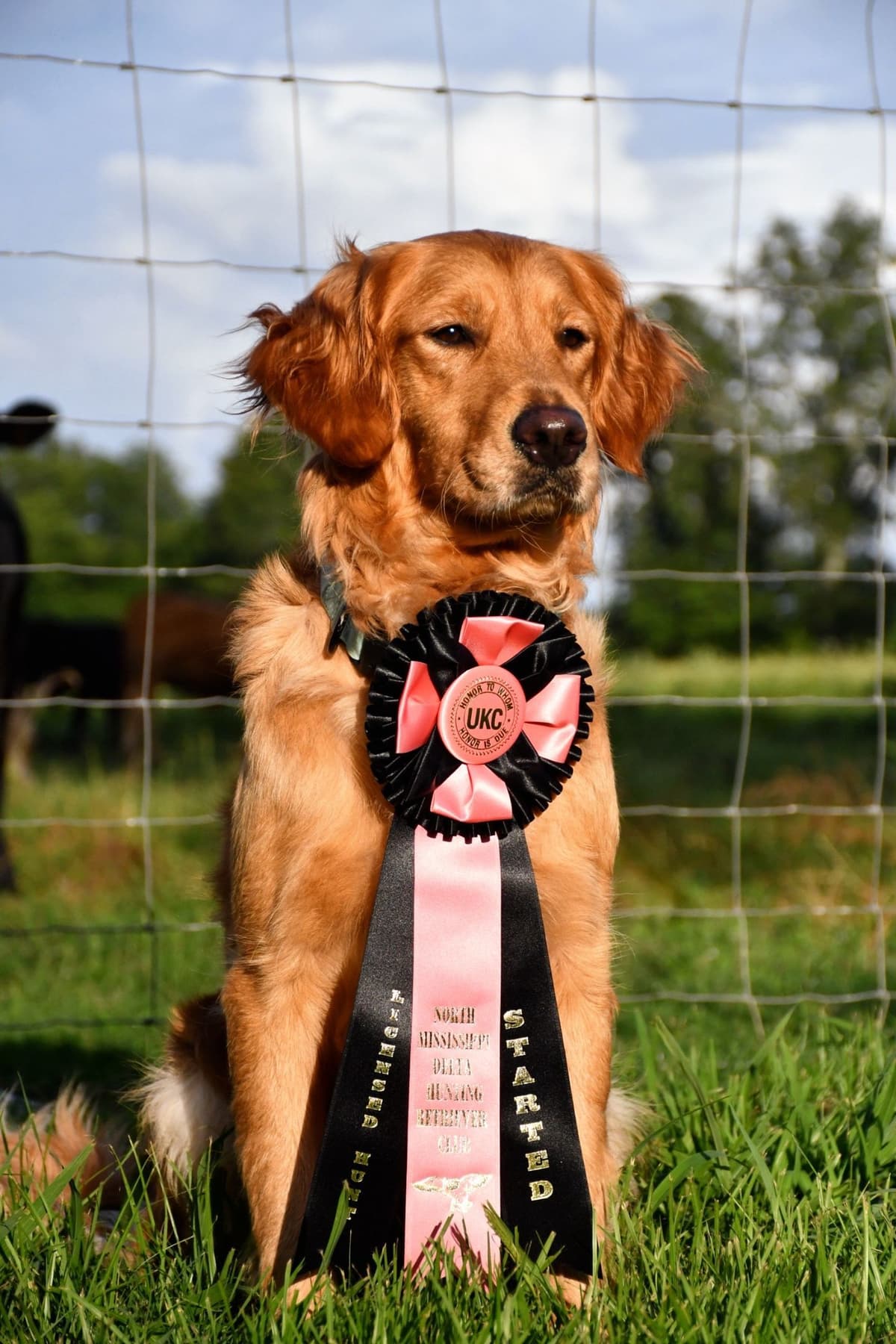 Golden Retriever Puppies breeder image 1