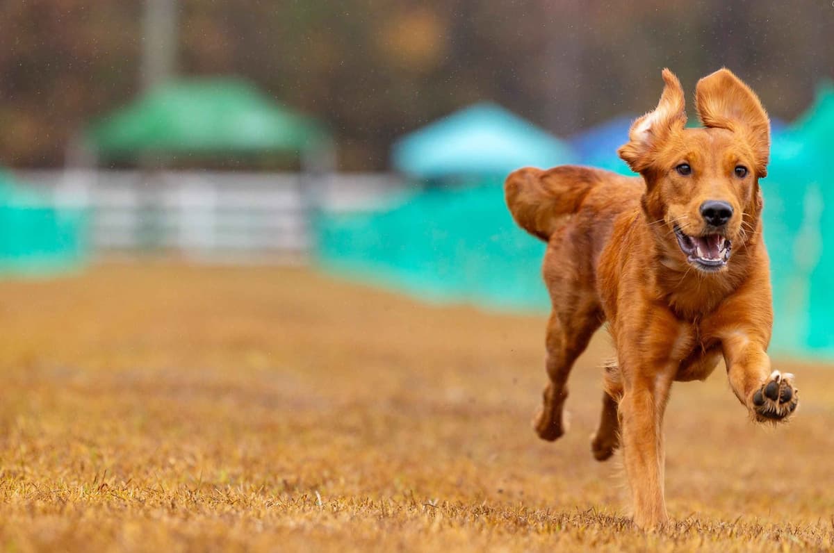 Golden Retriever Puppies breeder image 3