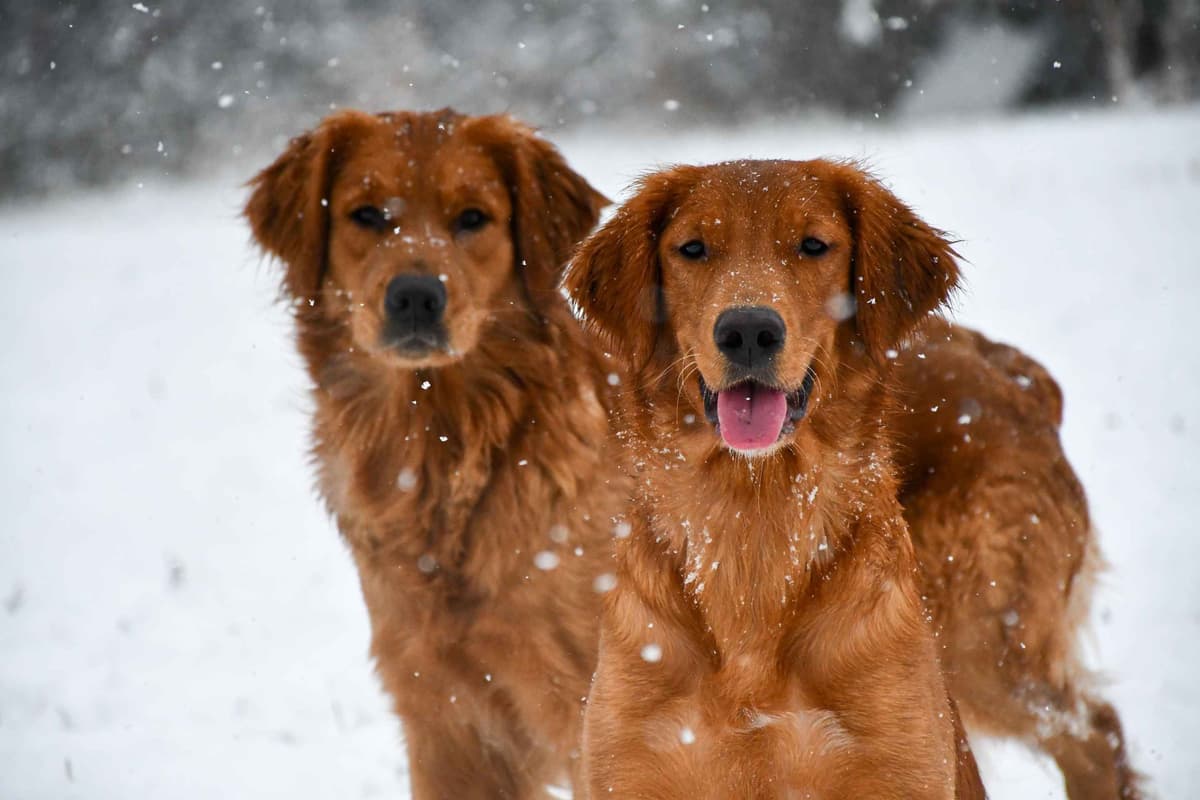 Golden Retriever Puppies breeder image 4