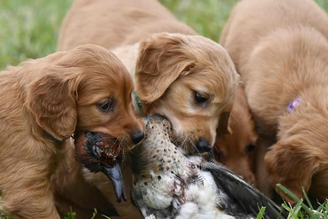 Golden Retriever Puppies media 2