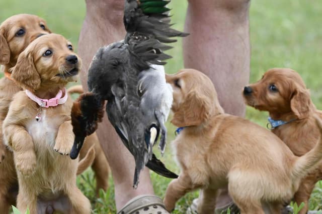 Golden Retriever Puppies media 3
