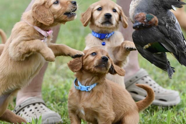 Golden Retriever Puppies media 4