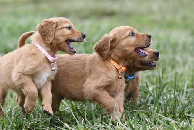 Golden Retriever Puppies media 5