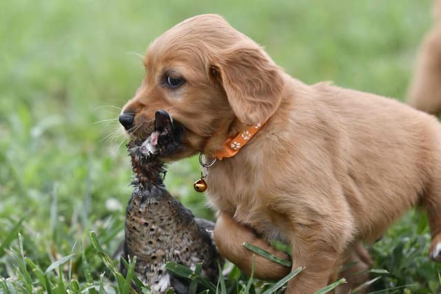Golden Retriever Puppies media 6