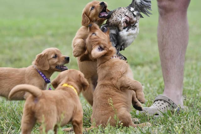 Golden Retriever Puppies media 7