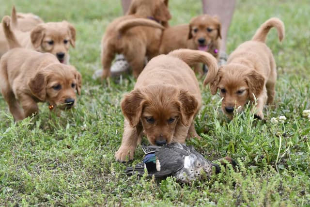 Golden Retriever Puppies media 8