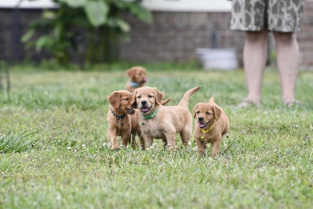 Golden Retriever Puppies media 9