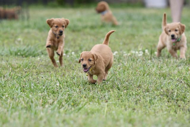 Golden Retriever Puppies media 10