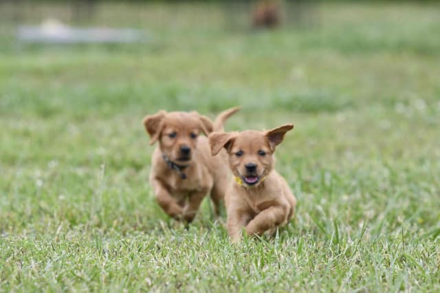 Golden Retriever Puppies media 11