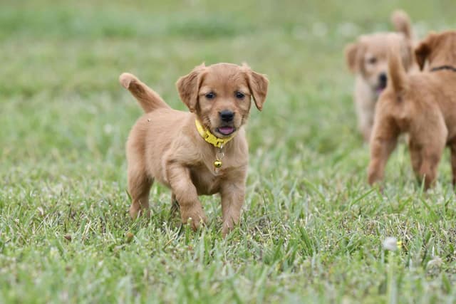 Golden Retriever Puppies media 12
